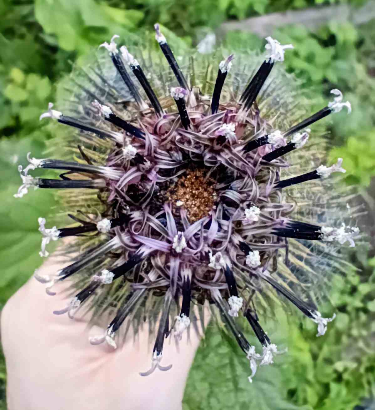 新鲜木香根