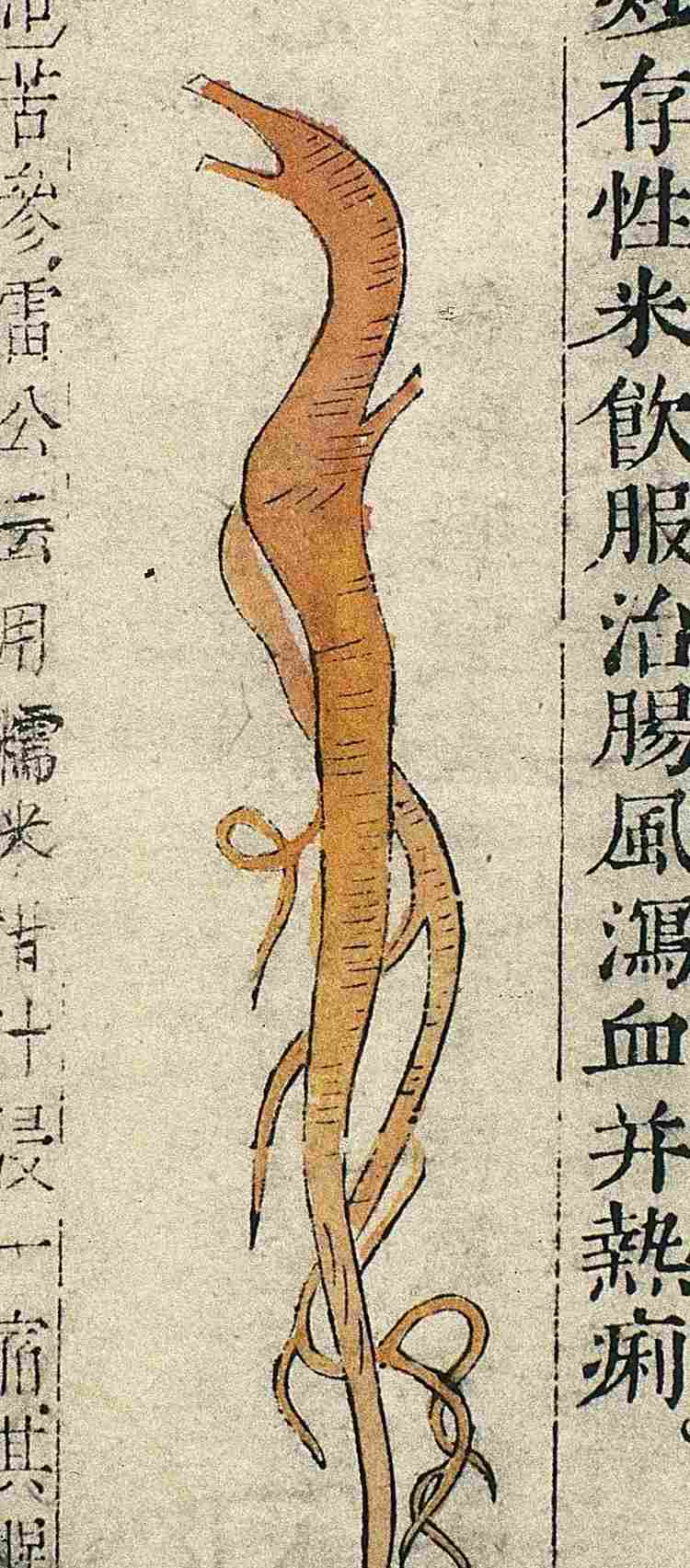 苦参干燥药材形态图